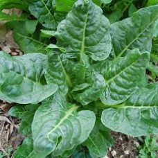 Chard- Perpetual Spinach